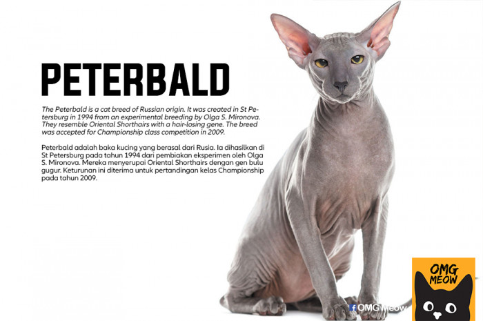 51. Peterbald