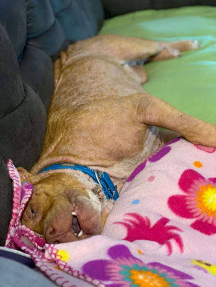 Peters couldn't help but fall for the dog's bright blue eyes.