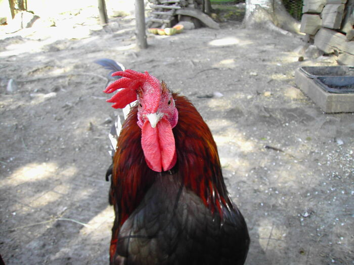 Dad was raising chickens for illegal cock fighting.