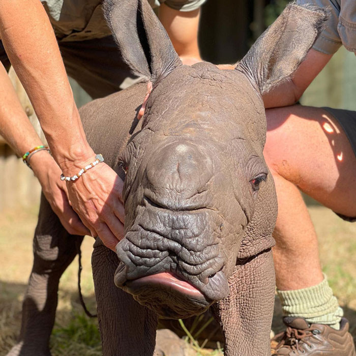 Just after Modjadji, the rescuers found a baby rhino. They could easily see that it's really young as the umbilical cord is still attached.