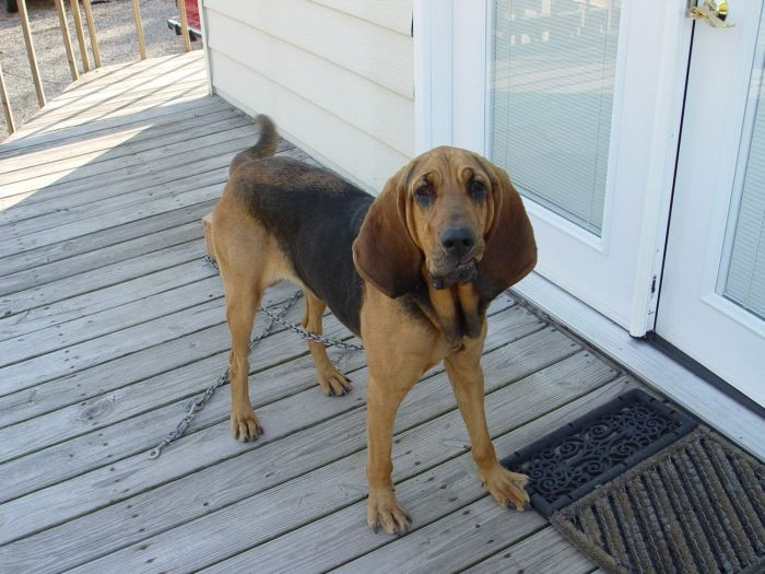2. Bloodhound