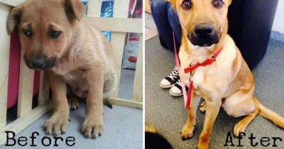Doggos Before and After Pictures That Will Fill You With Hope