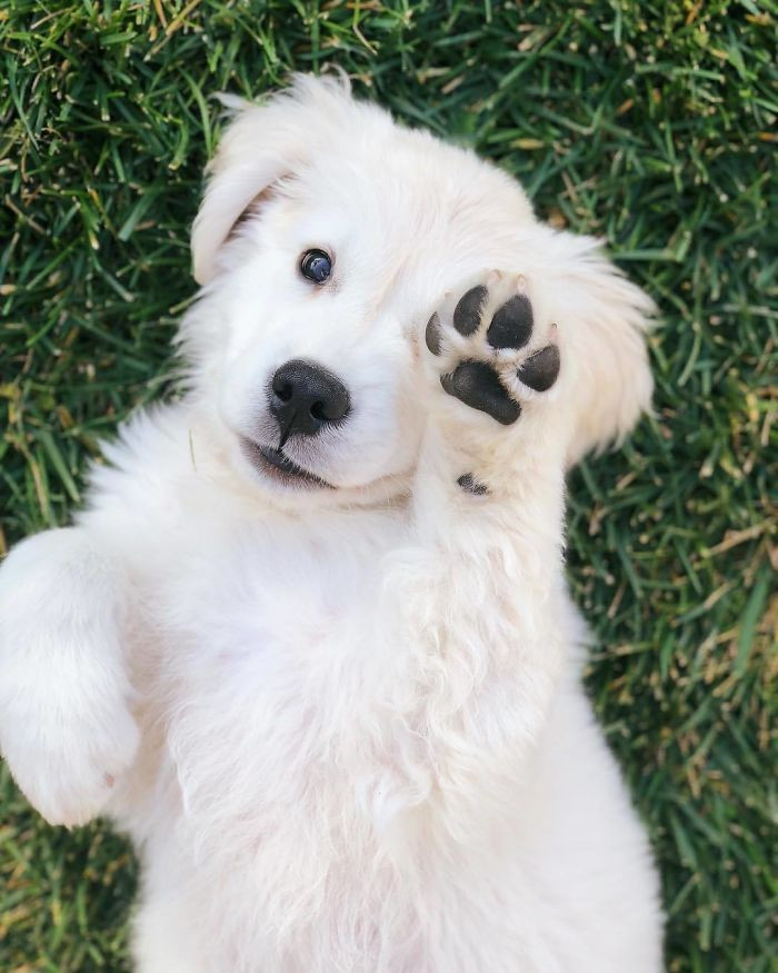 9. Look at my paw, humans!