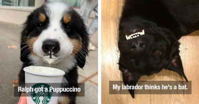 Puppies and Dogs Continue to Show Us a Good Time Across the Internet
