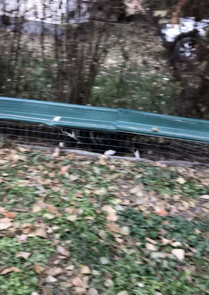 Cat plays on outdoor catio-style setup, homemade segments and toys nearby.