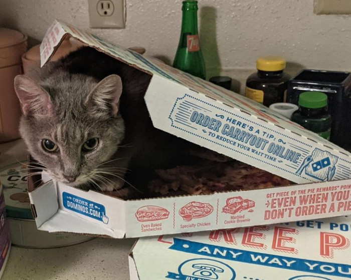 14. Did they just order cat pizza?