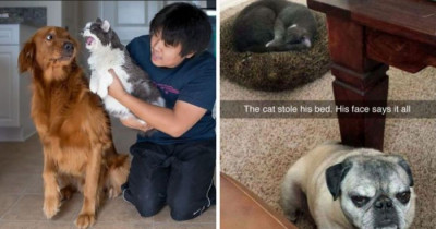 Cattos and Doggos Not Living In Harmony When Their Owners Thought They Would