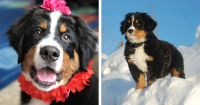 10+ Reasons Your Next Pet Needs To Be A Bernese Mountain Dog