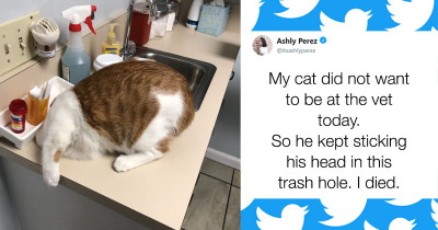 Photos Of Cats Doing Their Best To Hide From The Vet