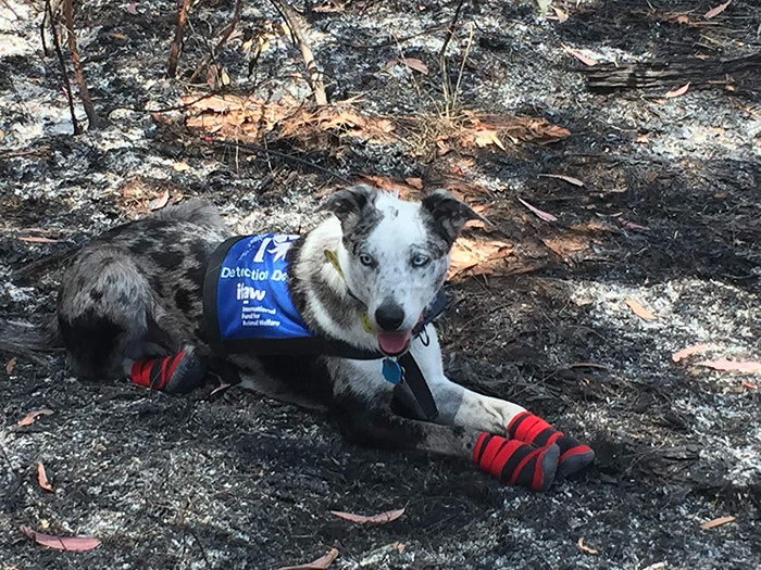 Previous owners didn’t want him anymore, so they brought him to Detection Dogs for Conservation