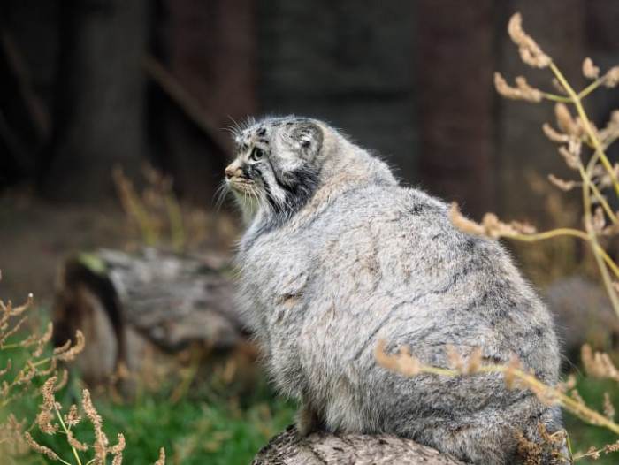 Pallas cat kitten with extremely thick fur, tiny face in view.