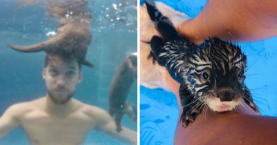 Public Service Announcement: You Can Swim With Tiny Otters At This Animal Preserve
