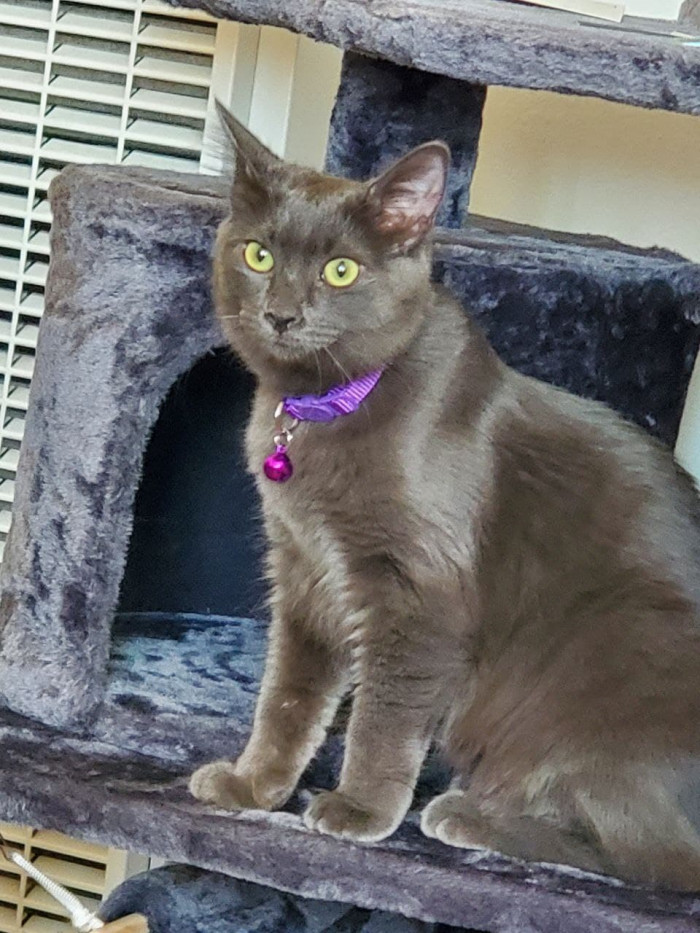 Person recounting a relatable mishap with a brand new kitten