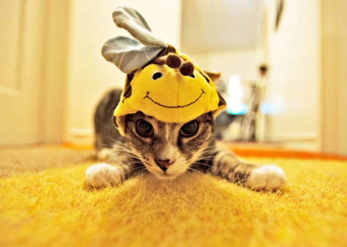 Super cat in Spock costume, labeled Officer Purr, then Bob Marley themed outfit