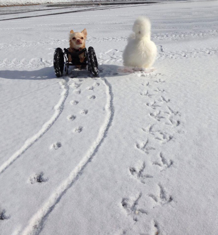 Penny and Roo Walking in Snow