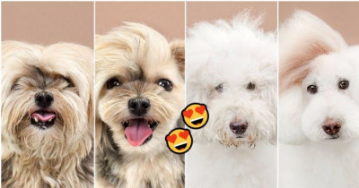 Before and After Photos Of Puppers And Doggos Getting Make Overs