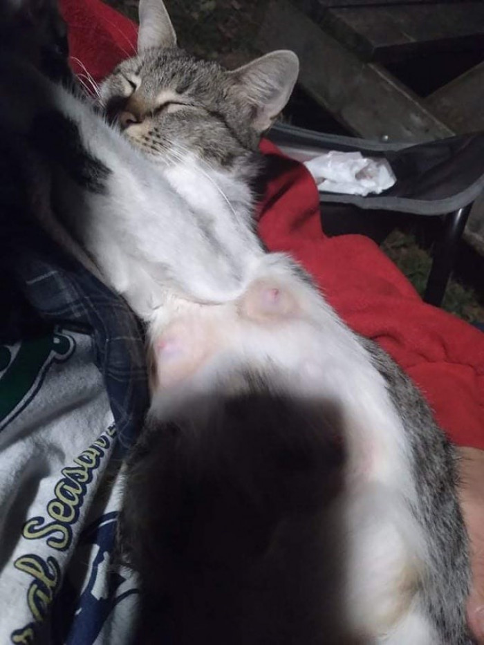 3. “A pregnant stray, Tabby, jumped into my lap this morning and cradled herself in my arm like this. She kneaded my beard while I rubbed her belly until she fell asleep like this.”
