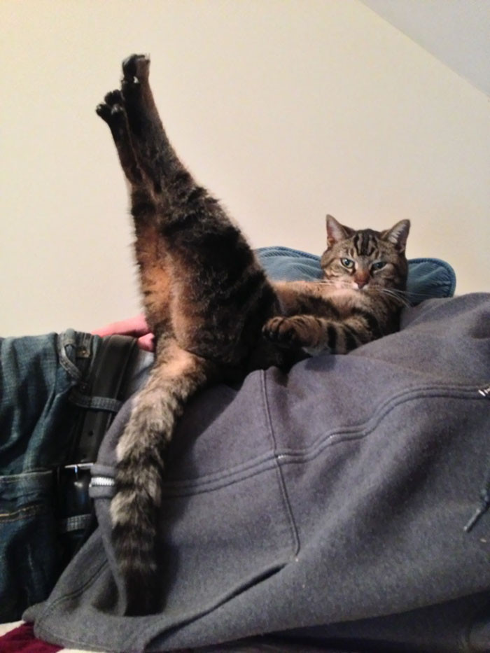 23. "How my cat, Dave, was laying. He does this all the time."