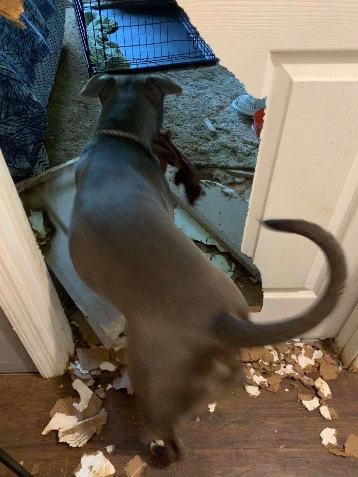 The whole event was quite a shock because Bo had never been so destructive before. Like many dogs, he'd gone to town on a toy or two before, but this was jaw-dropping.