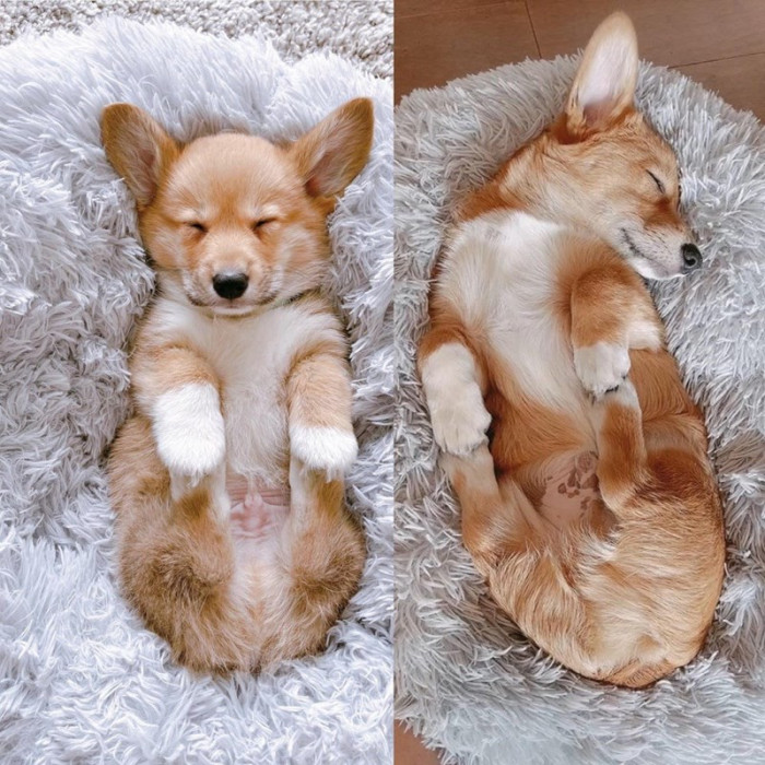 9. "Two months after I got him, and Darwin still holds his own paws when he sleeps."