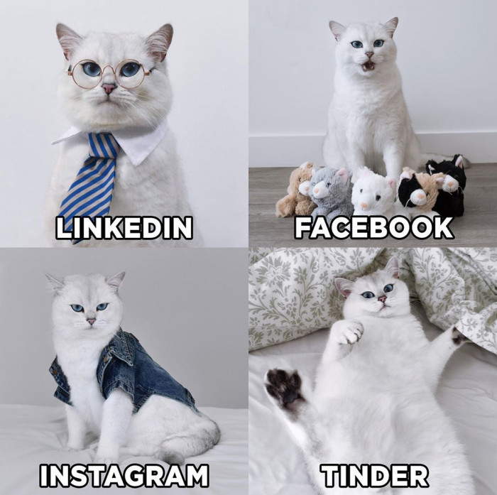 Coby the Cat, "get you a cat who can do it all."