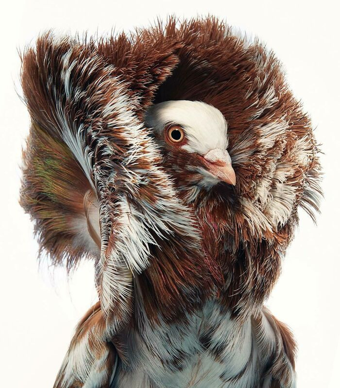 Captivating Images of Rare and Endangered Birds - Magazine