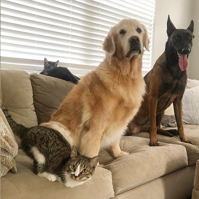 These big yet gentle dogs set an example of how animals in a home can get along really well.
