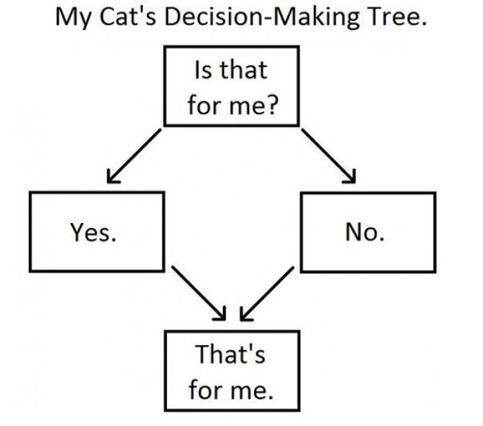 #17 Cat's Decision-Making Tree