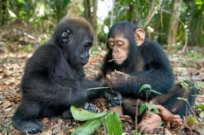 7. 'Baby gorilla and baby chimpanzee together.'