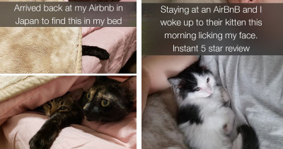 People Who Made Friends With The Animals At Their Airbnb