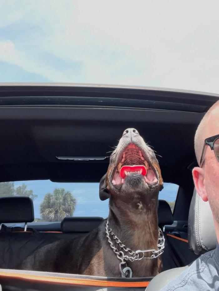 27. Doggo singing his favorite song during the ride