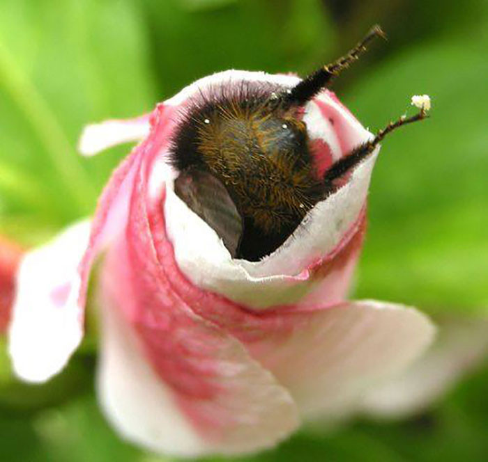 11. This Bumblebee Is Determined To Get In This Flower