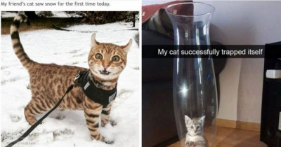 10+ Purrfectly Hilarious Cat Memes Guaranteed To Make You Laugh