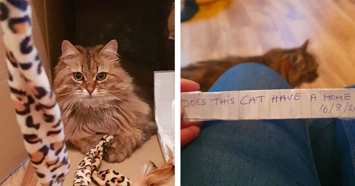 Adventurous Cat Returns Home With A Surprising Note Tied To Her