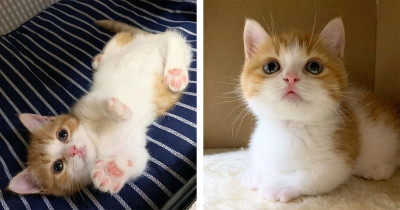 This Munchkin Kitten Sleeps Like a Human And It's The Most Adorable Thing Ever