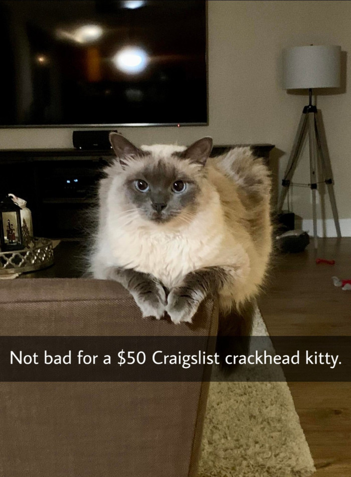 Isn't it wonderful that this cat has been set up for a great future!?