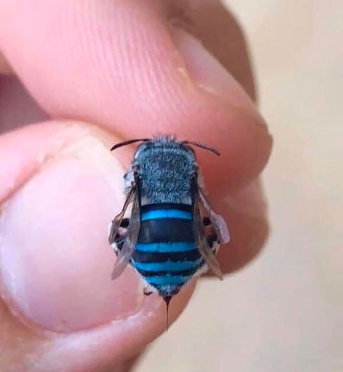 3. This Is A Northern Blue Banded Bee, Not Your Typical Looking Yellow Bee