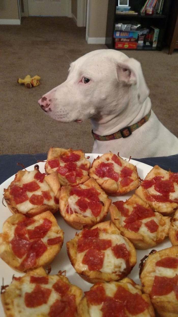 14. "She's not allowed to beg, but that doesn't stop her from trying to look nonchalant."