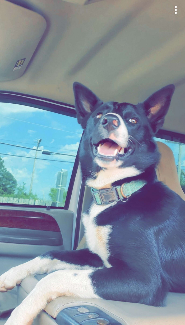 The dogs were not embarrassed or regretful at all. They had the best time ever and were sad it had to end.