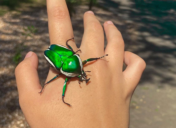 38. This Emerald Green Beetle Is Beautiful