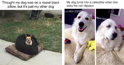 These Hilarious Dogs Have Made Us Grateful For The Internet