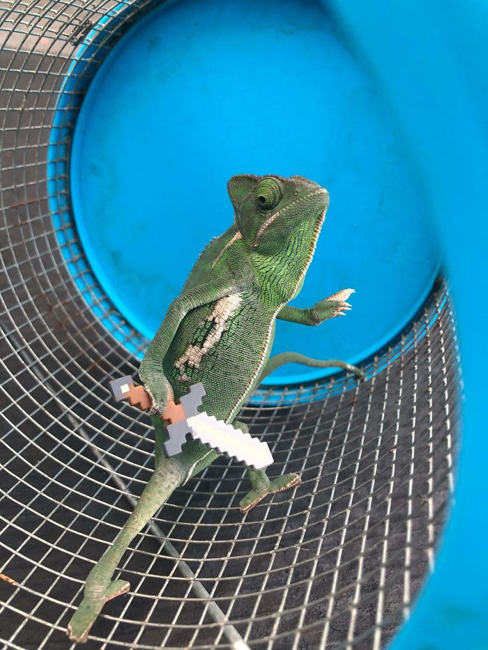 Looking At Photos Of A Tiny Chameleon Holding LEGO Props Is Definitely