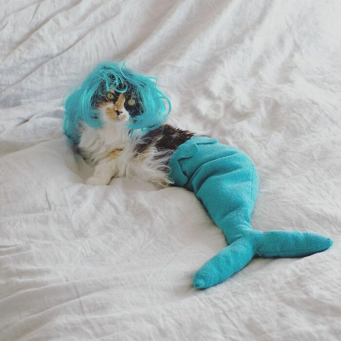 The idea of turning a cat into a mermaid. 