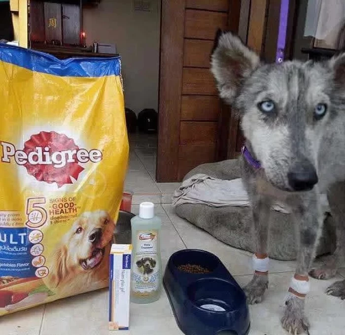 The dog needed to gain some healthy weight.