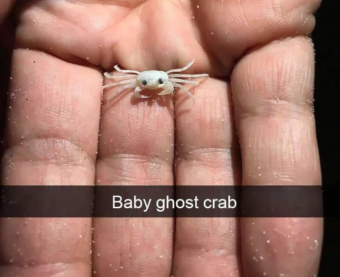 10. Ghost crab