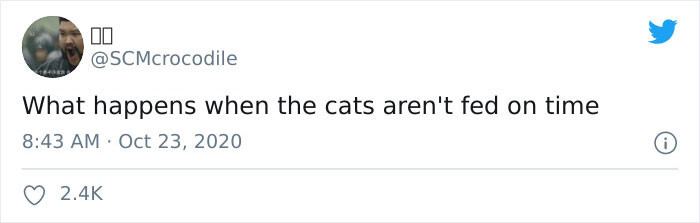 Cats under glass ceiling, owners below joked as ceiling cats purrveillance