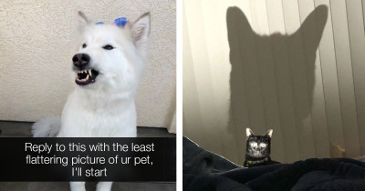 Twitter User Asks For Unflattering Pet Pictures And The Internet Hilariously Delivers