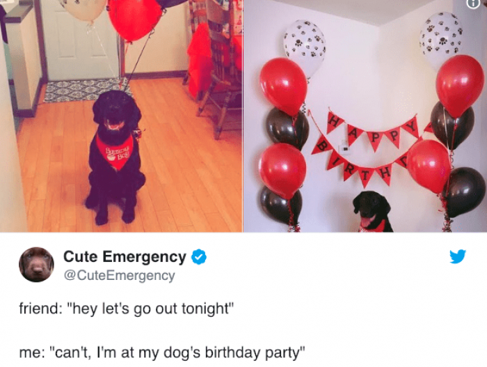 Dog named Lulabelle, comedic “Don’t stare!” alongside “Passtime... Call 'em!”