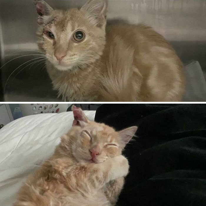 36. When adopted animals finally feel love, it is the best!