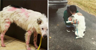 This Rescued Doggo Went From Being In Too Much Pain To Be Touched To Constantly Cuddling His New Dad